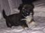 Lhasa apso Hvalpe