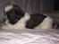 Lhasa apso Hvalpe