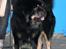 Tibetansk mastiff Khyi Sangmu's ****