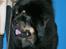 Tibetansk mastiff Khyi Sangmu's ****