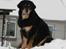 Tibetansk mastiff Khyi Sangmu's ****