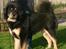 Tibetansk mastiff Khyi Sangmu's ****