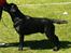 Labrador tilbyder parring