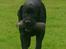 Labrador tilbyder parring