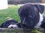 Staffordshire bull terrier Hvalpe