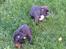 Staffordshire bull terrier Hvalpe