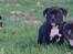 Staffordshire bull terrier Hvalpe