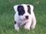 Staffordshire bull terrier Hvalpe