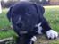 Staffordshire bull terrier Hvalpe