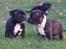 Staffordshire bull terrier Hvalpe