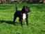 Staffordshire bull terrier Hvalpe