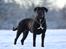 Cane corso  Italiano