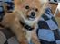 Pomeranian Max
