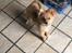 Pomeranian Max