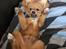 Pomeranian Max