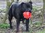 Staffordshire bull terrier hvalpe