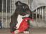 Staffordshire bull terrier hvalpe