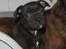 Staffordshire bull terrier hvalpe