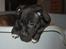 Staffordshire bull terrier hvalpe