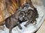 Staffordshire bull terrier hvalpe