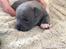 Staffordshire bull terrier Blå Hvalp