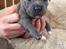Staffordshire bull terrier Blå Hvalp