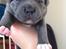 Staffordshire bull terrier Blå Hvalp
