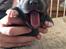 Staffordshire bull terrier Blå Hvalp