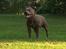 Staffordshire bull terrier Blå Hvalp