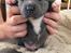 Staffordshire bull terrier Blå Hvalp