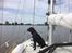 Parring til Formel 1 labrador tæve søges