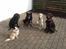 Hunde dagpleje