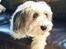 BICHON HAVANAIS TILBYDES TIL AVL
