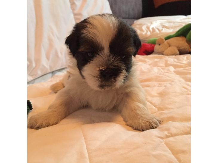 Lhasa apso Hvalpe billede 0