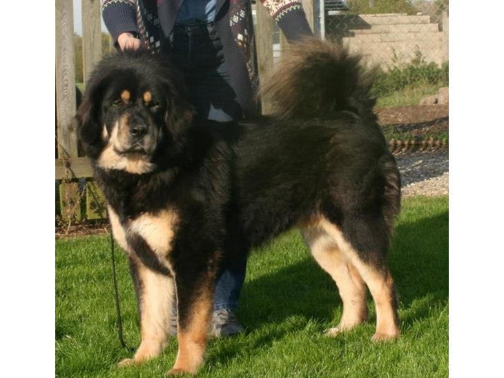 Tibetansk mastiff Khyi Sangmu's **** billede 0