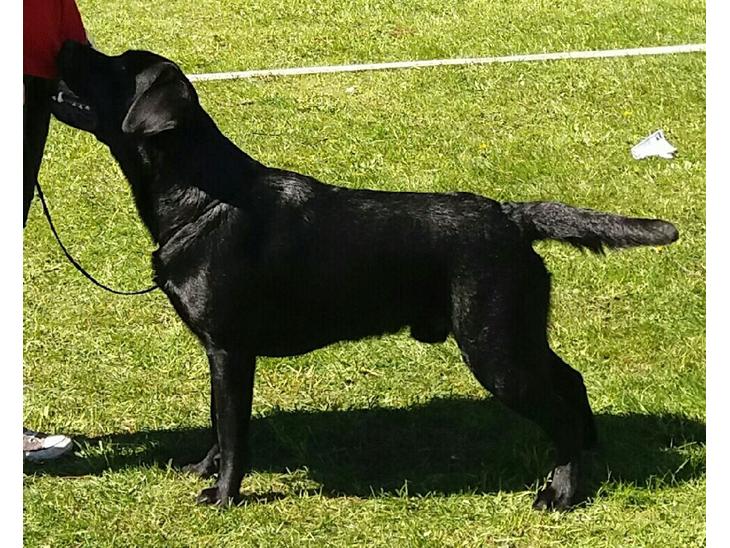 Labrador tilbyder parring billede 0