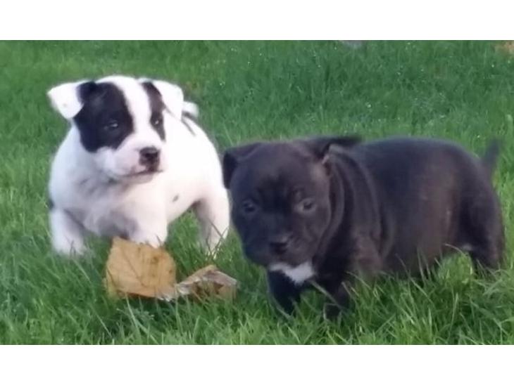 Staffordshire bull terrier Hvalpe billede 0