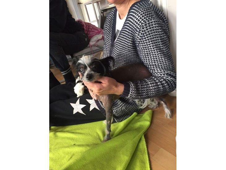 Chinese crested hårløs Hvalpe billede 0
