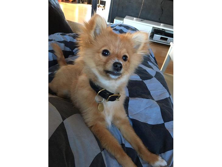Pomeranian Max billede 0