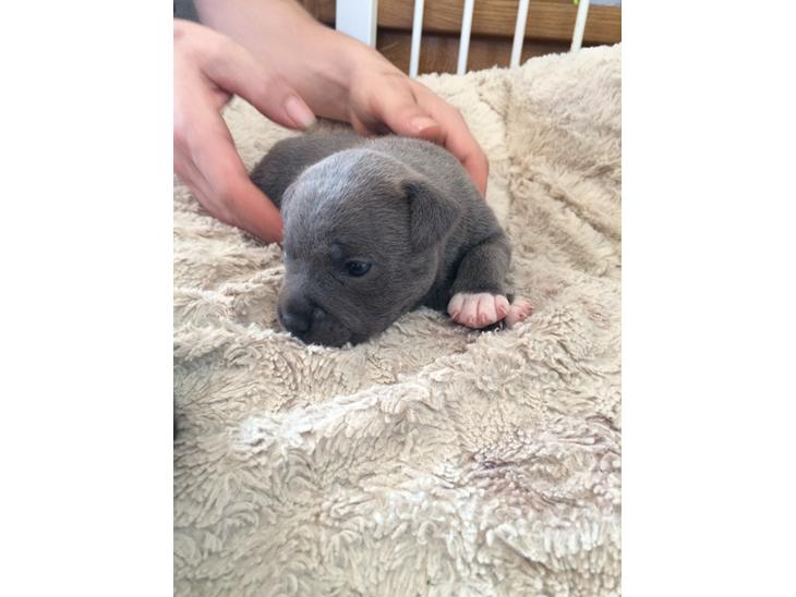 Staffordshire bull terrier Blå Hvalp billede 0