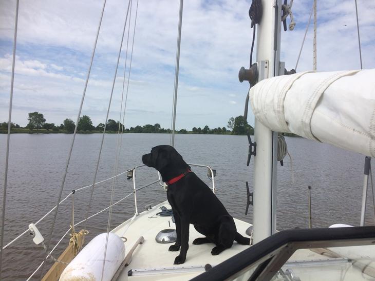 Parring til Formel 1 labrador tæve søges billede 0