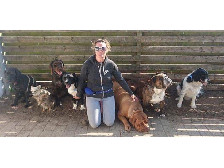 Hunde dagpleje billede 0