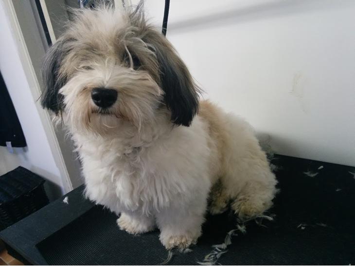 BICHON HAVANAIS TILBYDES TIL AVL billede 0