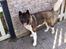 Akita inu American Akita