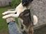 Akita inu American Akita