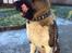 Akita inu American Akita