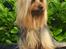 Australian silky terrier Hvalpe