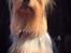 Australian silky terrier Hvalpe