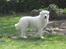Maremma Pastore Maremmano Abruzzese, hvalpe, 8 uger , salgklar 28.06.2017