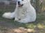 Maremma Pastore Maremmano Abruzzese, hvalpe, 8 uger , salgklar 28.06.2017